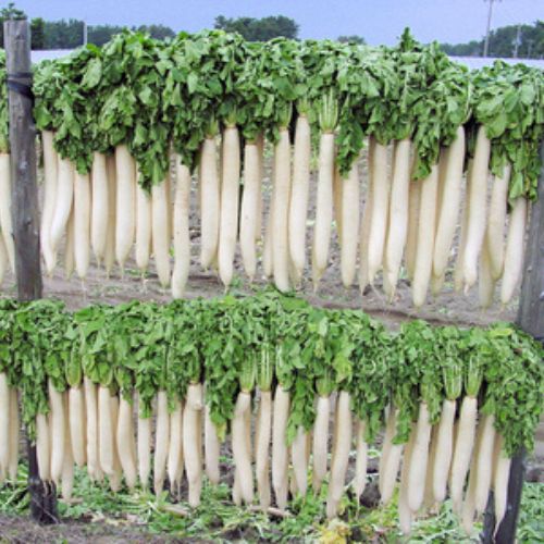 干し大根 S（葉なし）11本～13本入 10kg | あんべみれ